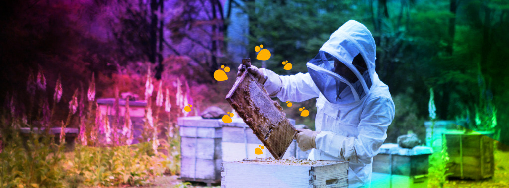 Beekeeper opening a beehive, colorized, 2022